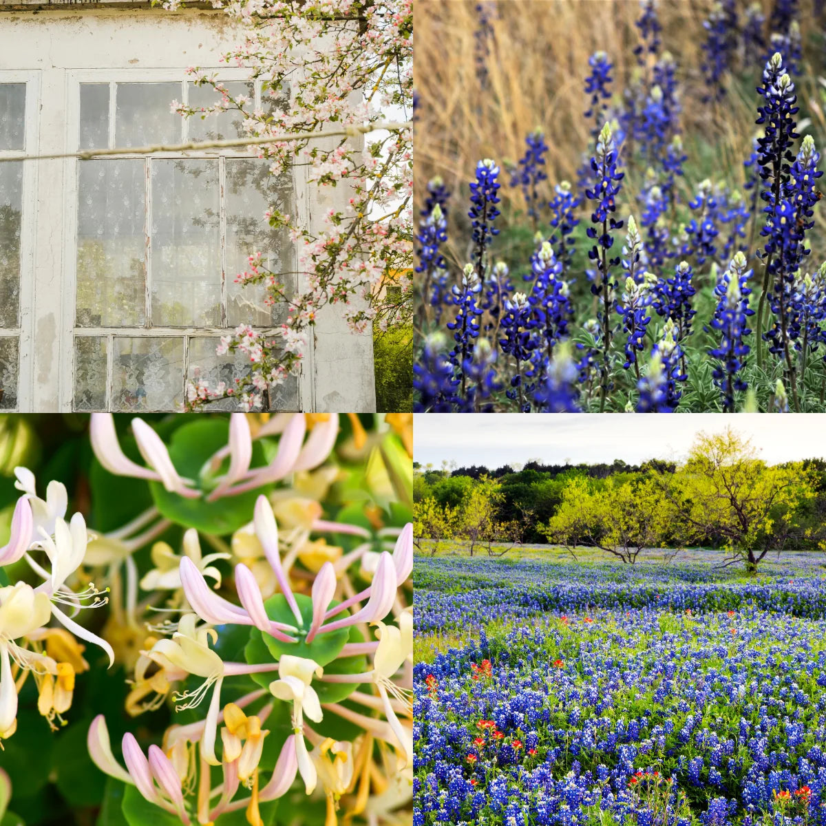 Bluebonnet